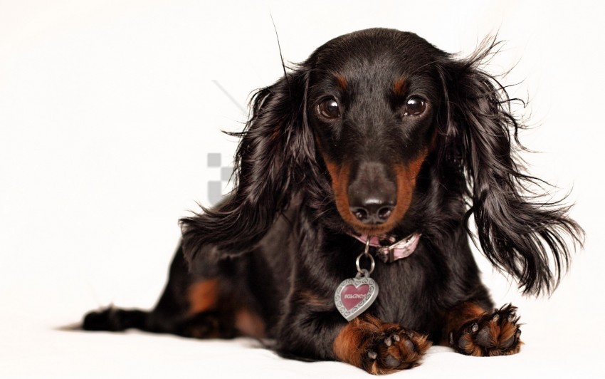 collar dachshund ears fluffy muzzle wallpaper PNG objects
