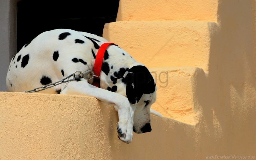 collar dalmatian dog ladder lie down shadow wallpaper PNG images with high transparency