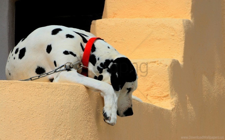 Collar Dalmatian Dog Ladder Lie Down Shadow Wallpaper PNG Images With High Transparency