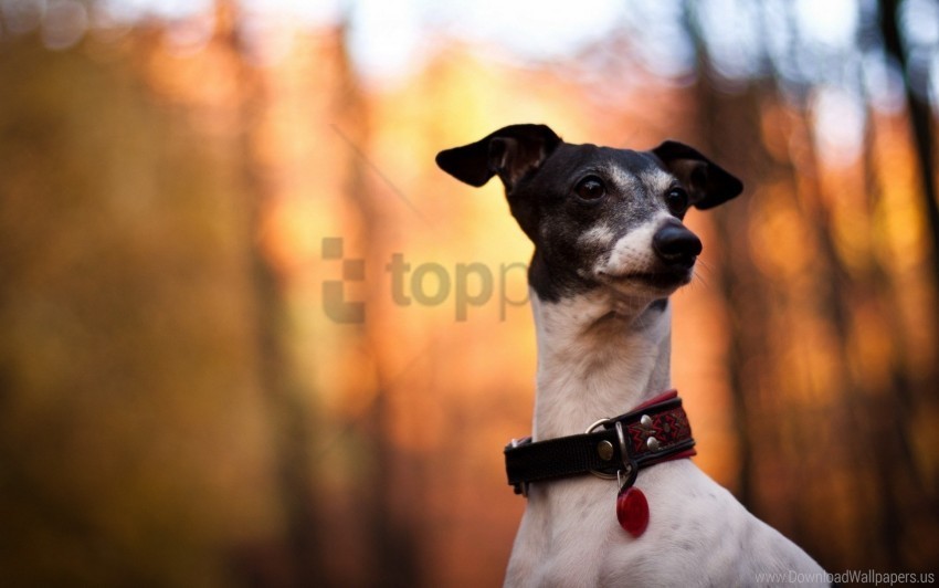 collar dog eyes flare muzzle wallpaper Free download PNG with alpha channel extensive images
