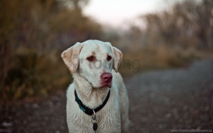 collar dog eyes labrador wallpaper Isolated PNG on Transparent Background