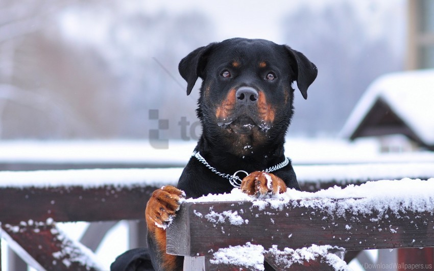 collar dog eyes rottweiler snow wallpaper PNG pictures without background