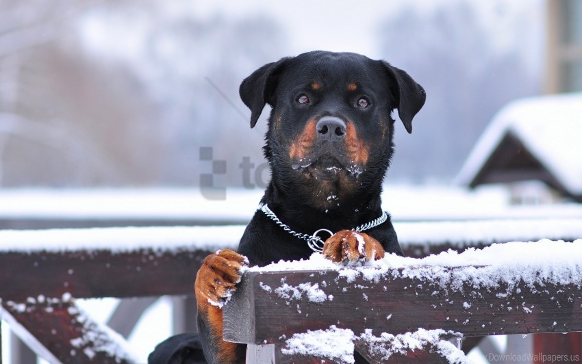 Collar Dog Eyes Rottweiler Snow Wallpaper PNG Pictures Without Background