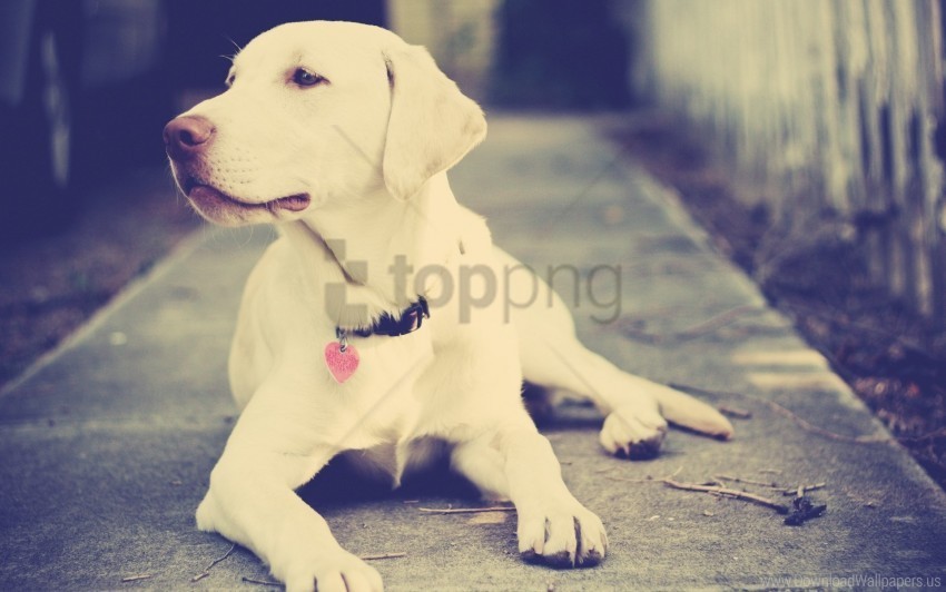 collar dog face lie light wallpaper PNG Isolated Illustration with Clarity