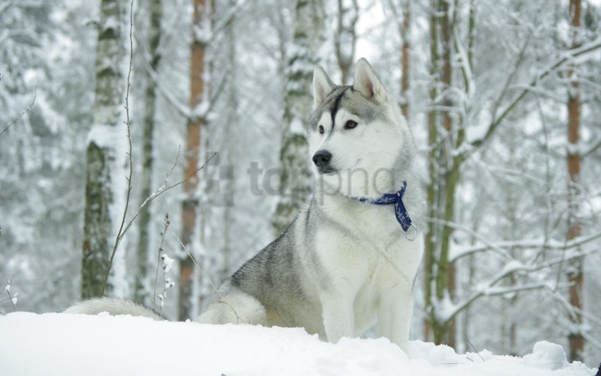 collar dog hunting husky snow wallpaper Isolated Subject with Clear Transparent PNG