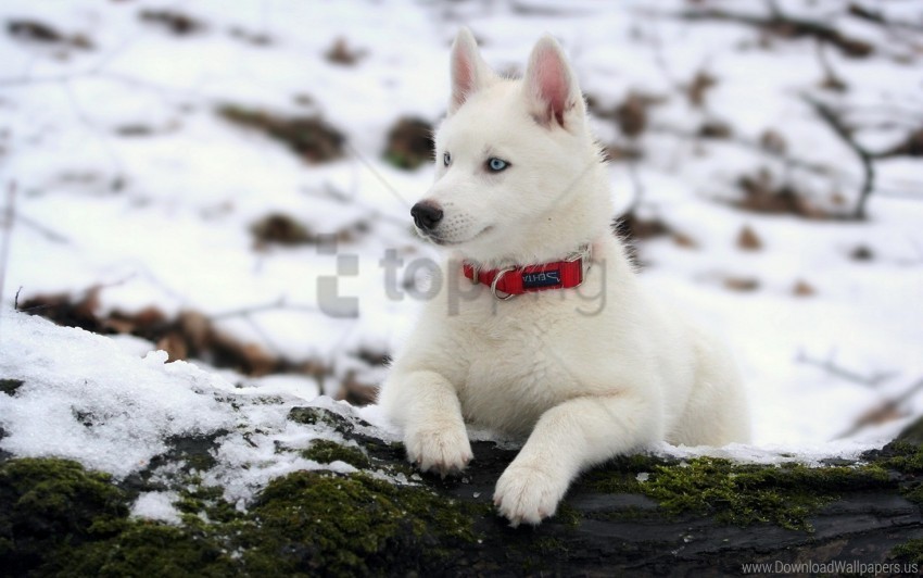 collar dog husky puppy snow wallpaper Transparent PNG images for digital art
