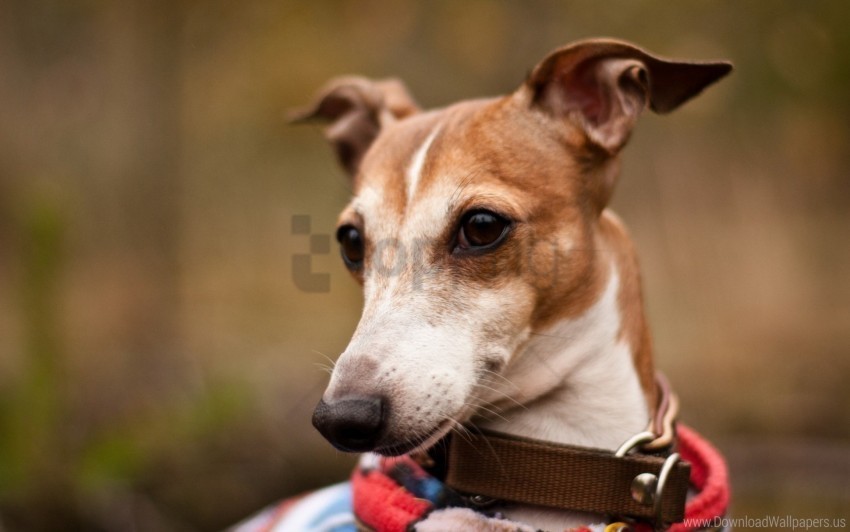 collar dog look muzzle wallpaper Transparent PNG images extensive gallery