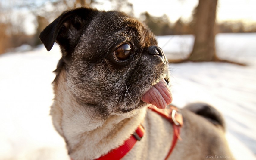 collar dog muzzle pug tongue wallpaper PNG with Isolated Object