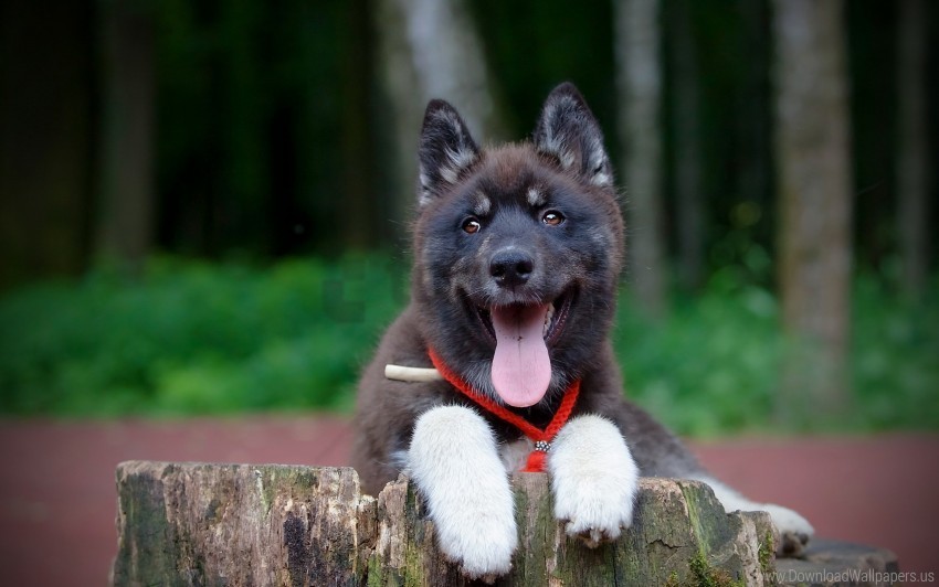 Collar Dog Protruding Tongue Puppy Wallpaper High-resolution PNG Images With Transparency Wide Set