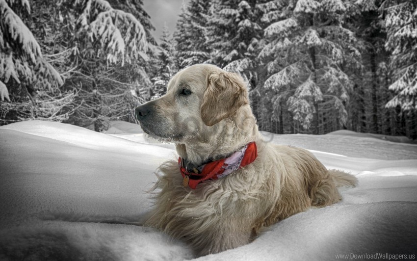 collar dog sit snow wood wallpaper Transparent Background Isolation in PNG Image