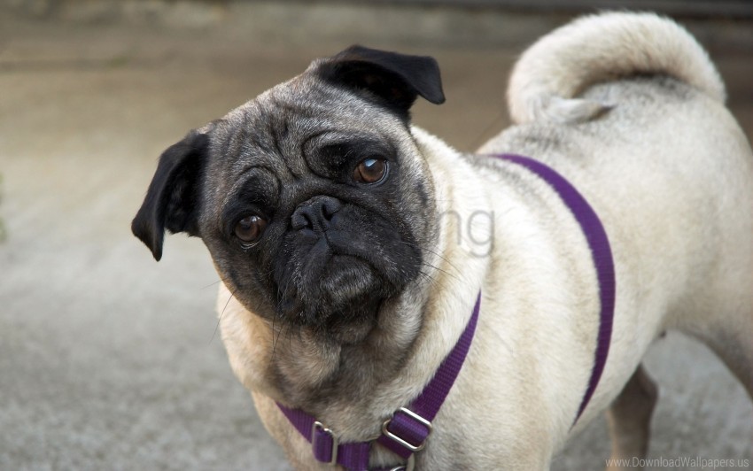 collar face inquisitive pug wallpaper Clear Background PNG Isolated Subject