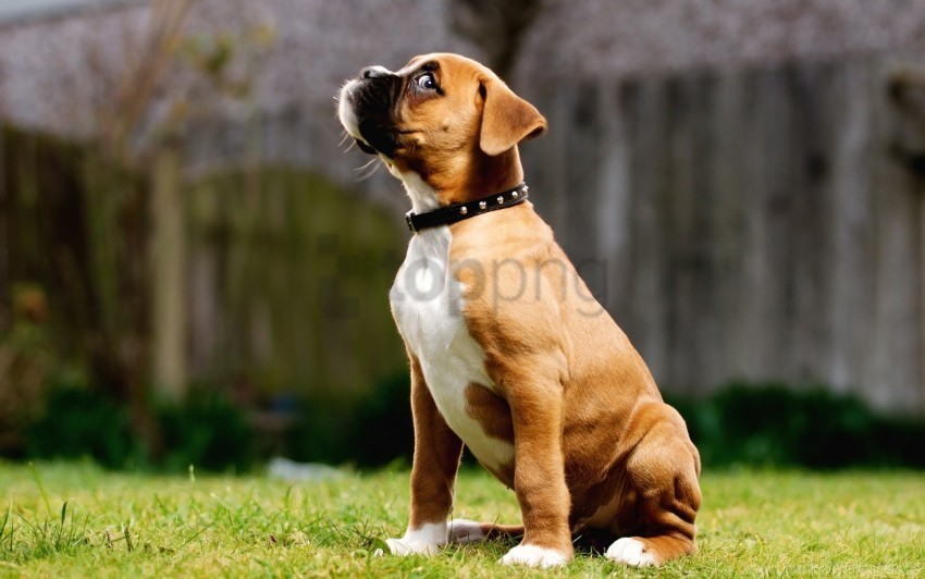 collar grass puppy walk wallpaper Transparent Background PNG Isolated Element