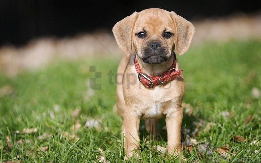 collar grass puppy wallpaper Clear Background PNG with Isolation