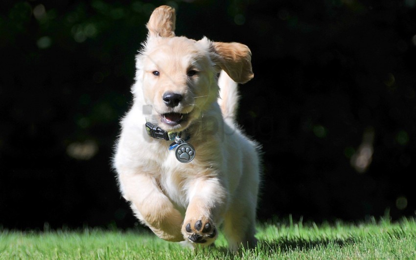 collar puppy running wind wallpaper PNG images with transparent elements