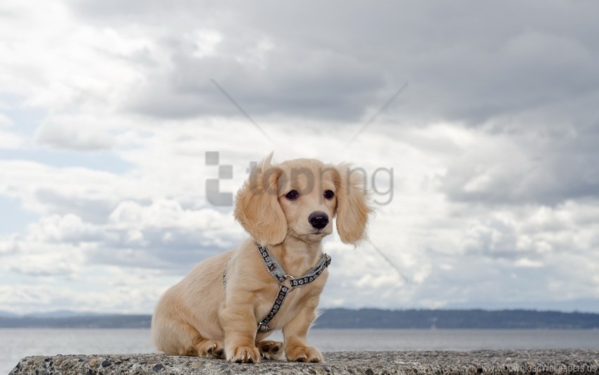 collar puppy sky waiting wallpaper Isolated PNG Item in HighResolution