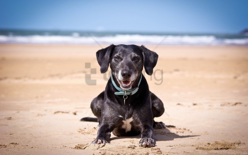 collars dark dog sand sea wallpaper Transparent Background PNG Isolated Art