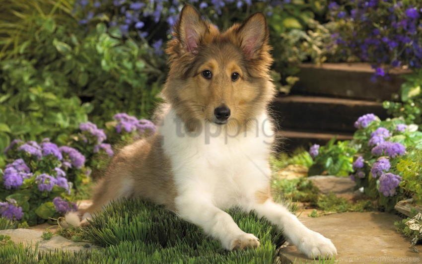 collie dog down flowers puppy wallpaper Free PNG images with transparency collection