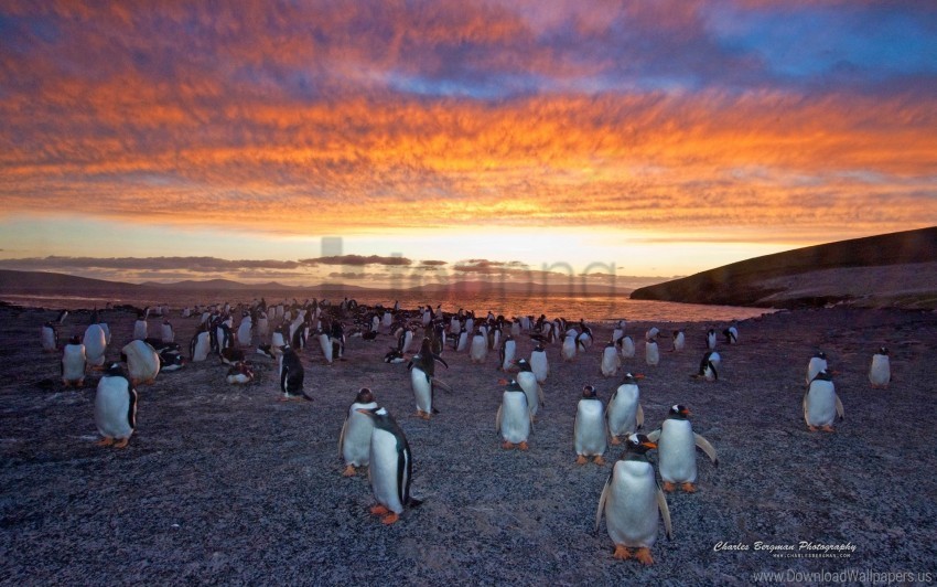 colony gentoo penguin wallpaper PNG pictures with no background