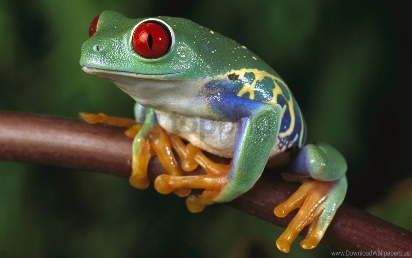 color colorful frogs wallpaper Transparent PNG images bulk package