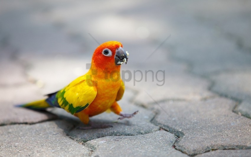 color colorful parrot walk wallpaper Transparent PNG Isolated Illustration