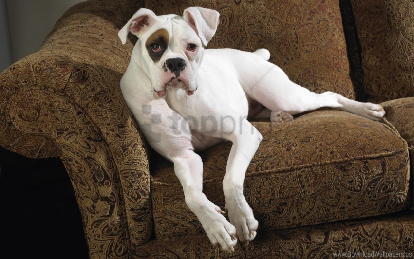 color couch dog lying spotted wallpaper Transparent PNG Object Isolation