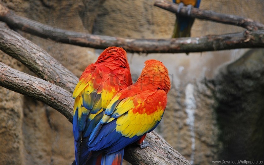color couple feathers parrots wallpaper Transparent PNG images bulk package