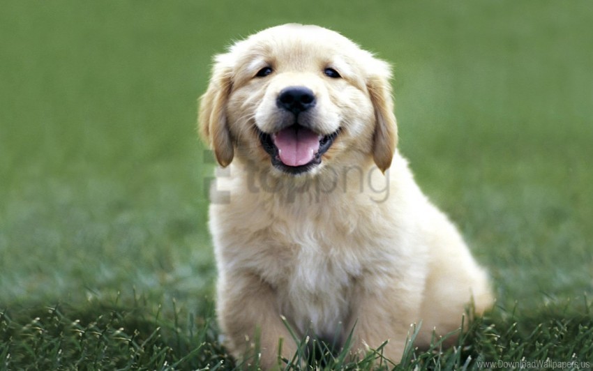 color dogs grass labrador puppy wallpaper Clean Background Isolated PNG Character