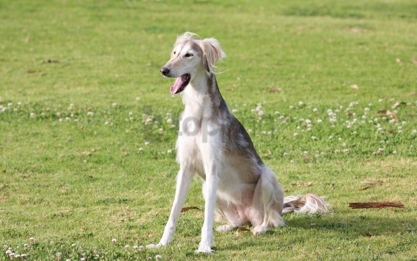 Color Dogs Grass Saluki Yawn Wallpaper PNG Image With Isolated Subject