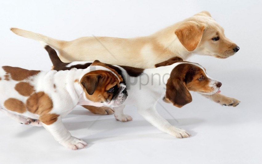 color dogs running three wallpaper PNG file with alpha