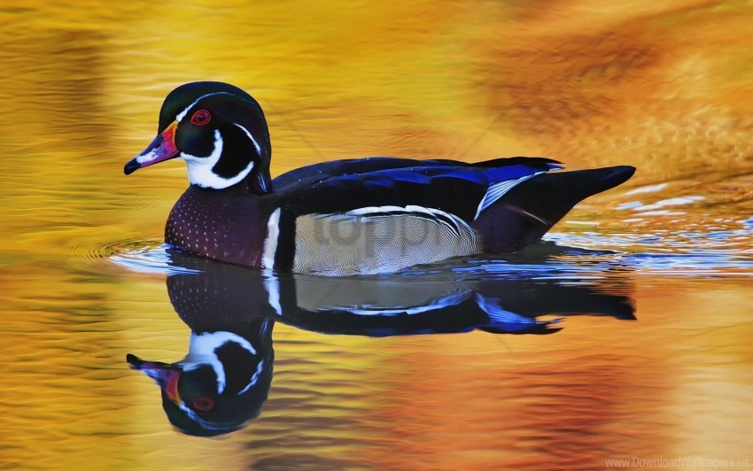 color duck lake swim wings wallpaper PNG Image with Transparent Background Isolation