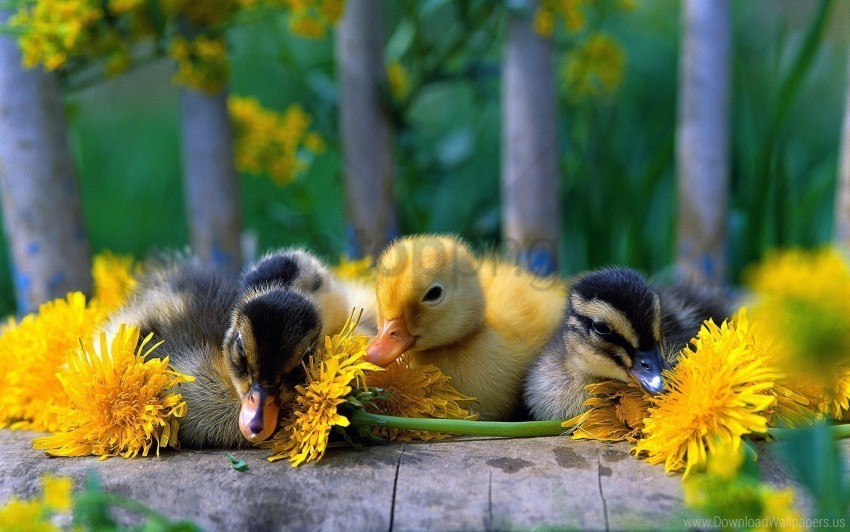 color ducklings flowers grass wallpaper PNG files with transparent backdrop