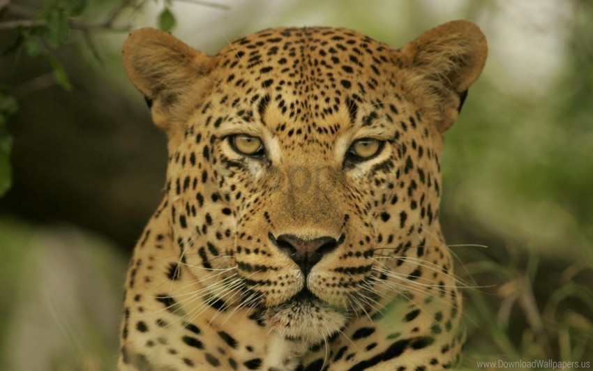color eyes face leopard wallpaper Transparent PNG image free