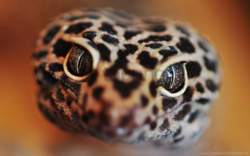 Color Eyes Face Snake Wallpaper High-definition Transparent PNG