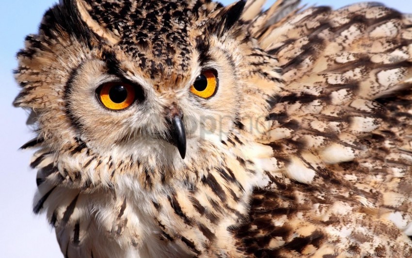 color eyes feathers owl wallpaper Transparent background PNG gallery