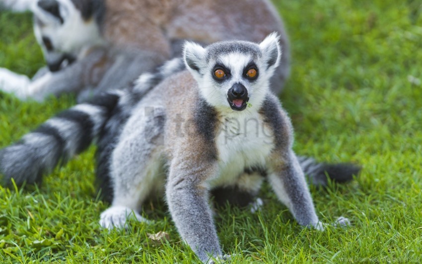 Color Eyes Grass Lemur Wallpaper PNG Images With No Background Needed