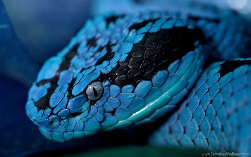 color eyes head snake wallpaper Transparent PNG Isolated Artwork