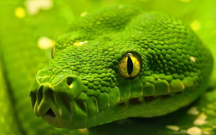 color eyes head snake wallpaper Transparent Background Isolated PNG Art
