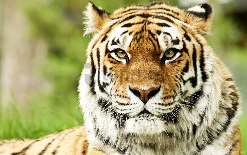 color face predator striped tiger wallpaper Transparent PNG images for digital art
