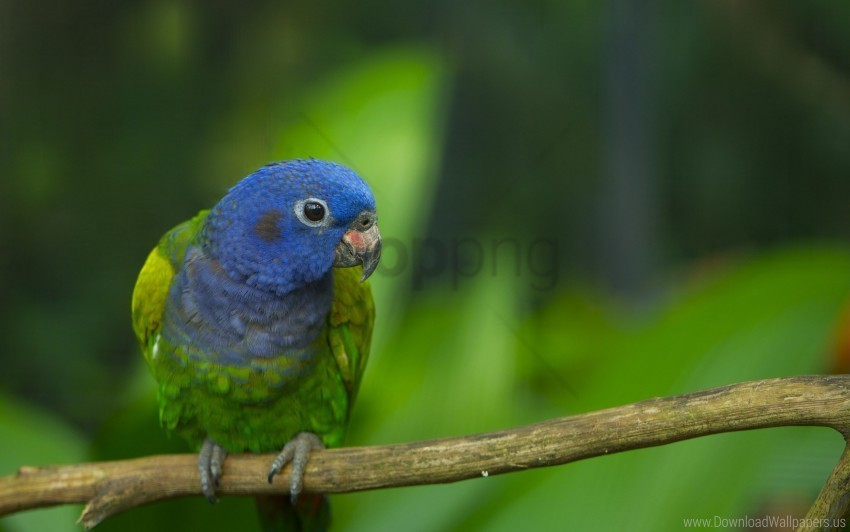 Color Feathers Parrot Thread Wallpaper Transparent PNG Photos For Projects