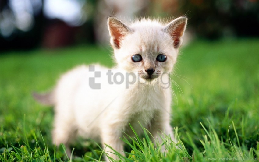 color grass kitten light wallpaper PNG Graphic Isolated on Clear Background
