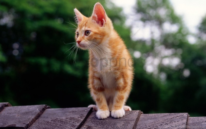 color kitten sit striped wallpaper Isolated Artwork in Transparent PNG Format