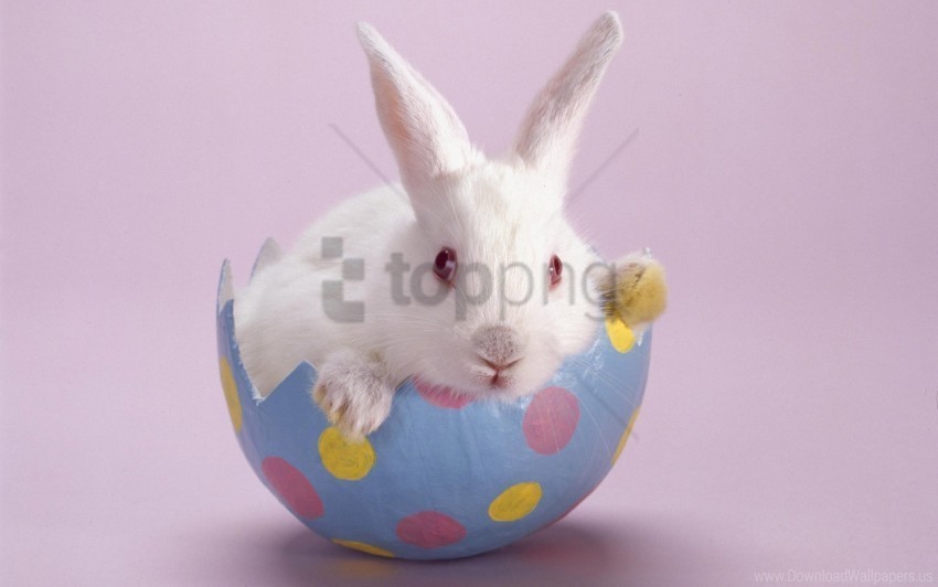 color light photo shoot rabbit sitting wallpaper Transparent Background Isolated PNG Design Element