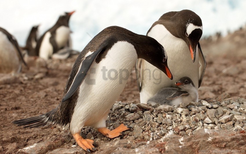 Color Penguin Surface Wallpaper Transparent Background PNG Isolated Element