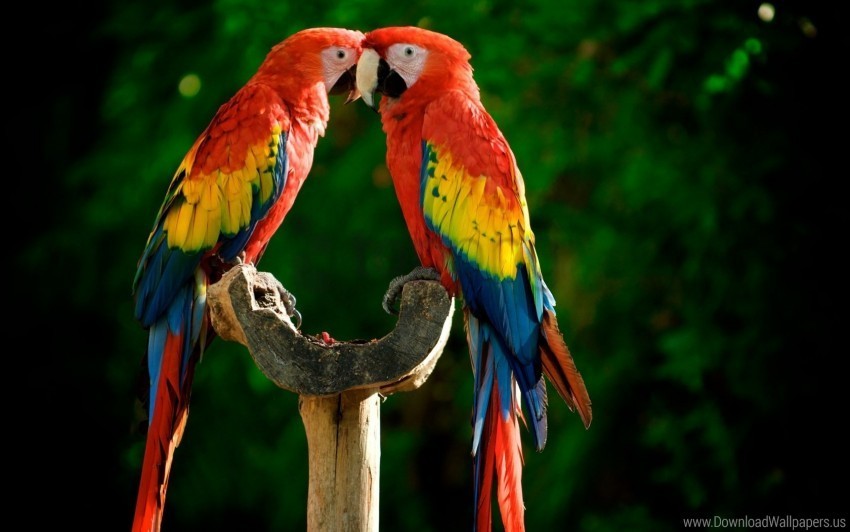 colorful couple feathers parrots wallpaper High-resolution transparent PNG images comprehensive assortment