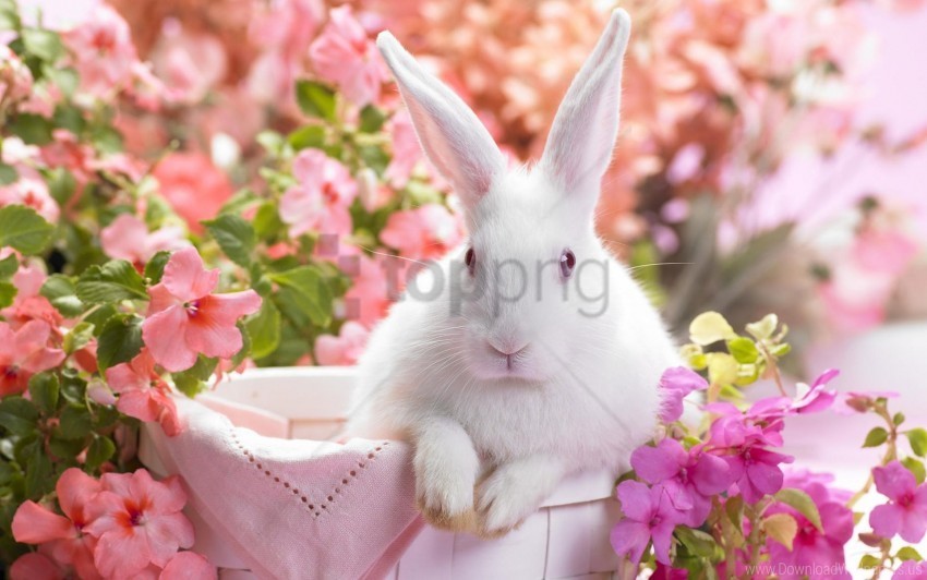 colorful ears rabbit sitting wallpaper PNG for personal use