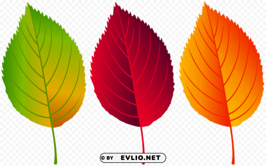 colorful fall leaves Isolated Element with Clear PNG Background