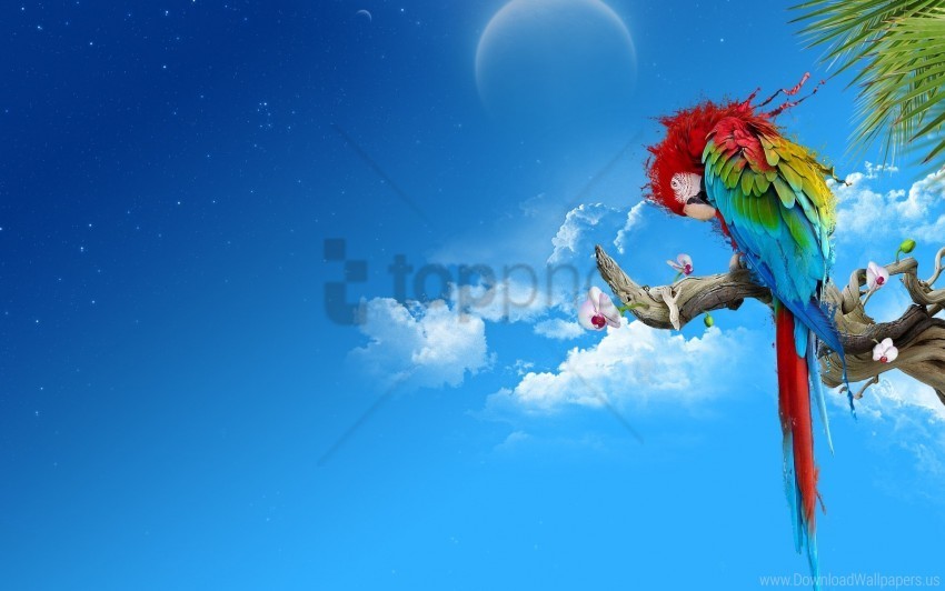 colorful feathers parrot sit thread wallpaper PNG images with no watermark