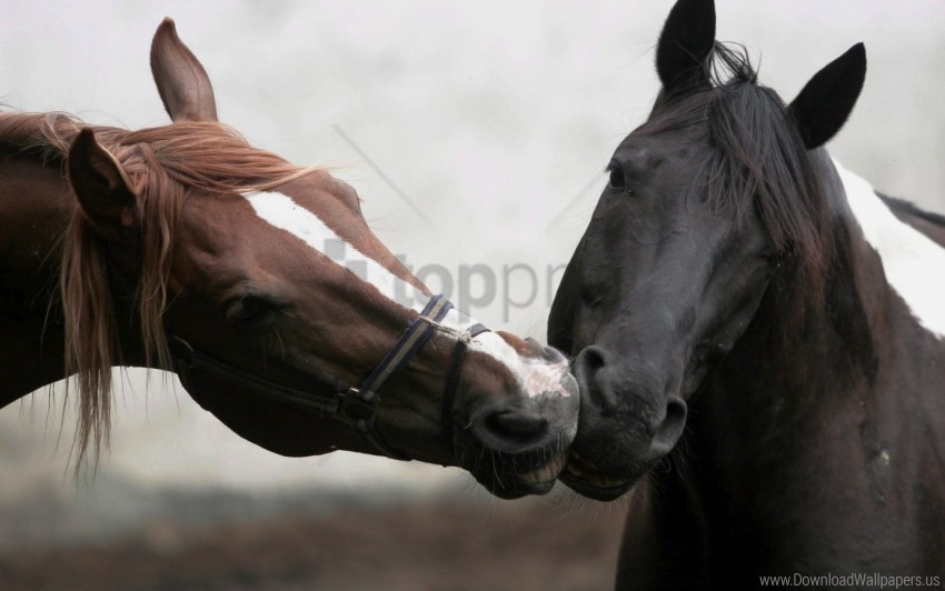 colors couple different horse kiss wallpaper Transparent Background Isolation in HighQuality PNG