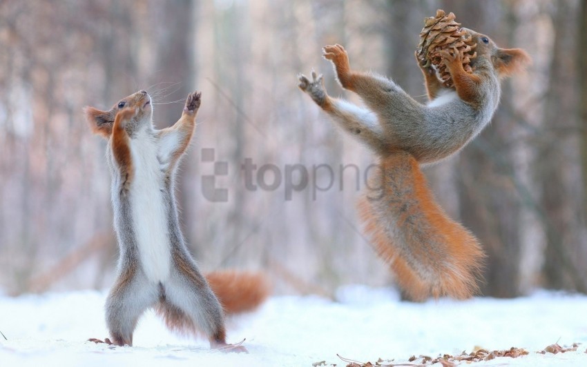 cones fun snow squirrels wallpaper Clear PNG pictures free