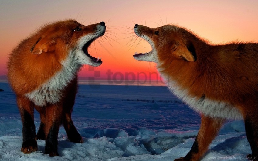 conflict fox sunset wallpaper PNG transparent photos for design